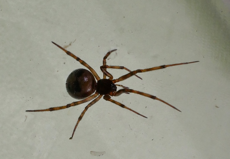 Steatoda triangulosa, femmina - Steatoda triangulosa